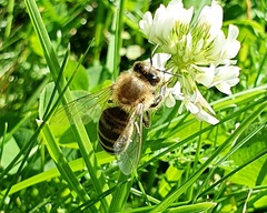 Apis mellifera