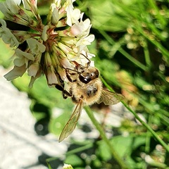 Apis mellifera