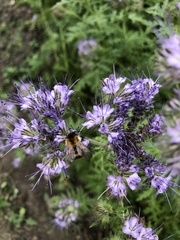 Bombus hypnorum