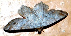 Lepidoptera