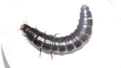 Carabini