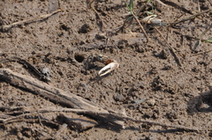 Austruca occidentalis