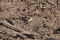 Austruca occidentalis