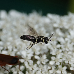 Hylaeus variegatus