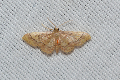 Idaea celtima