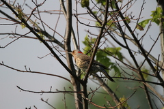 Colaptes auratus auratus