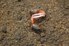 Austruca occidentalis