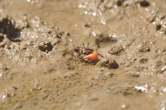 Austruca occidentalis