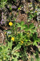 Ranunculus breyninus