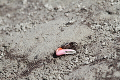 Austruca occidentalis