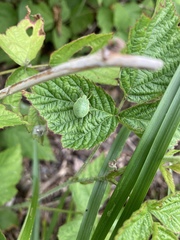Palomena prasina
