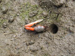 Austruca occidentalis