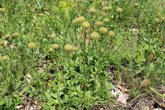 Globularia trichosantha