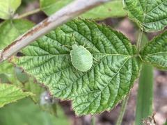 Palomena prasina