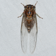 Diceroprocta vitripennis
