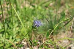 Globularia trichosantha