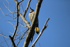 Colaptes auratus auratus