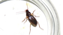 Synuchus impunctatus