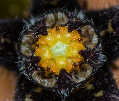 Ceropegia malwanensis