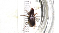 Synuchus impunctatus