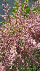 Tamarix