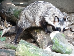 Nyctereutes viverrinus