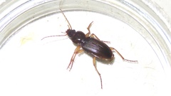 Synuchus impunctatus