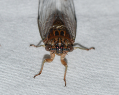 Diceroprocta vitripennis