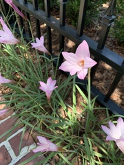 Zephyranthes carinata