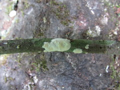 Scytinostroma incrustatum