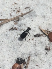 Cicindela abdominalis