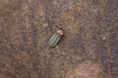 Photinus marginellus