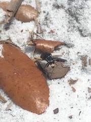 Cicindela abdominalis