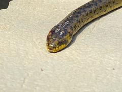 Atractus