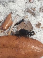 Cicindela abdominalis