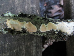 Scytinostroma artocreas