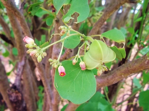 Ashy Jatropha