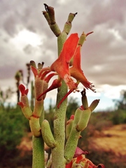 Euphorbia lomelii
