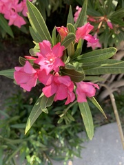 Nerium oleander