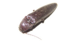 Melanotus castanipes