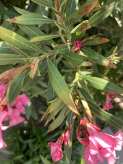 Nerium oleander