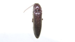 Melanotus castanipes