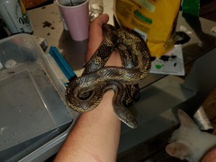 Pantherophis spiloides