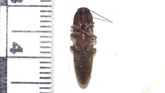 Melanotus castanipes