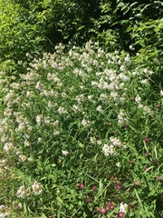 Saponaria officinalis