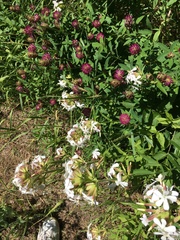 Saponaria officinalis