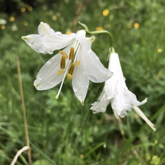 Paradisea liliastrum