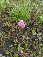Trifolium parryi