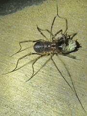 Protolophus singularis