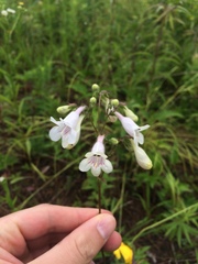 Penstemon digitalis